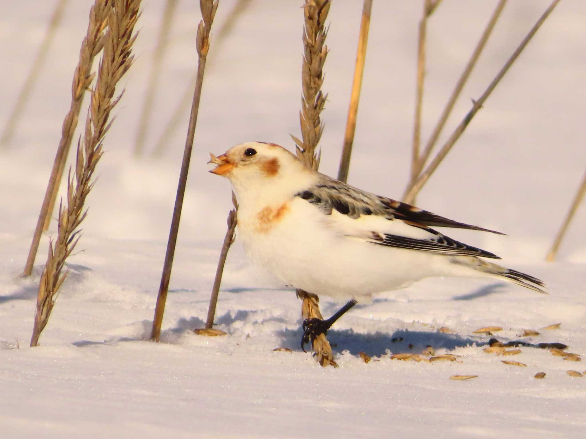 Photo of Snow Bunting at 鵡川河口 by ゆ