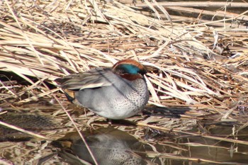 2024年3月3日(日) 武蔵丘陵森林公園の野鳥観察記録