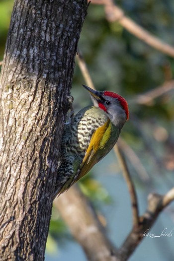 Japanese Green Woodpecker 福岡 Mon, 3/1/2021