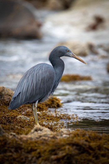 Pacific Reef Heron 福岡 Tue, 3/9/2021