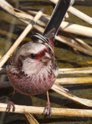 2024年3月11日(月) 宮田用水(蘇南公園前・江南市)の野鳥観察記録