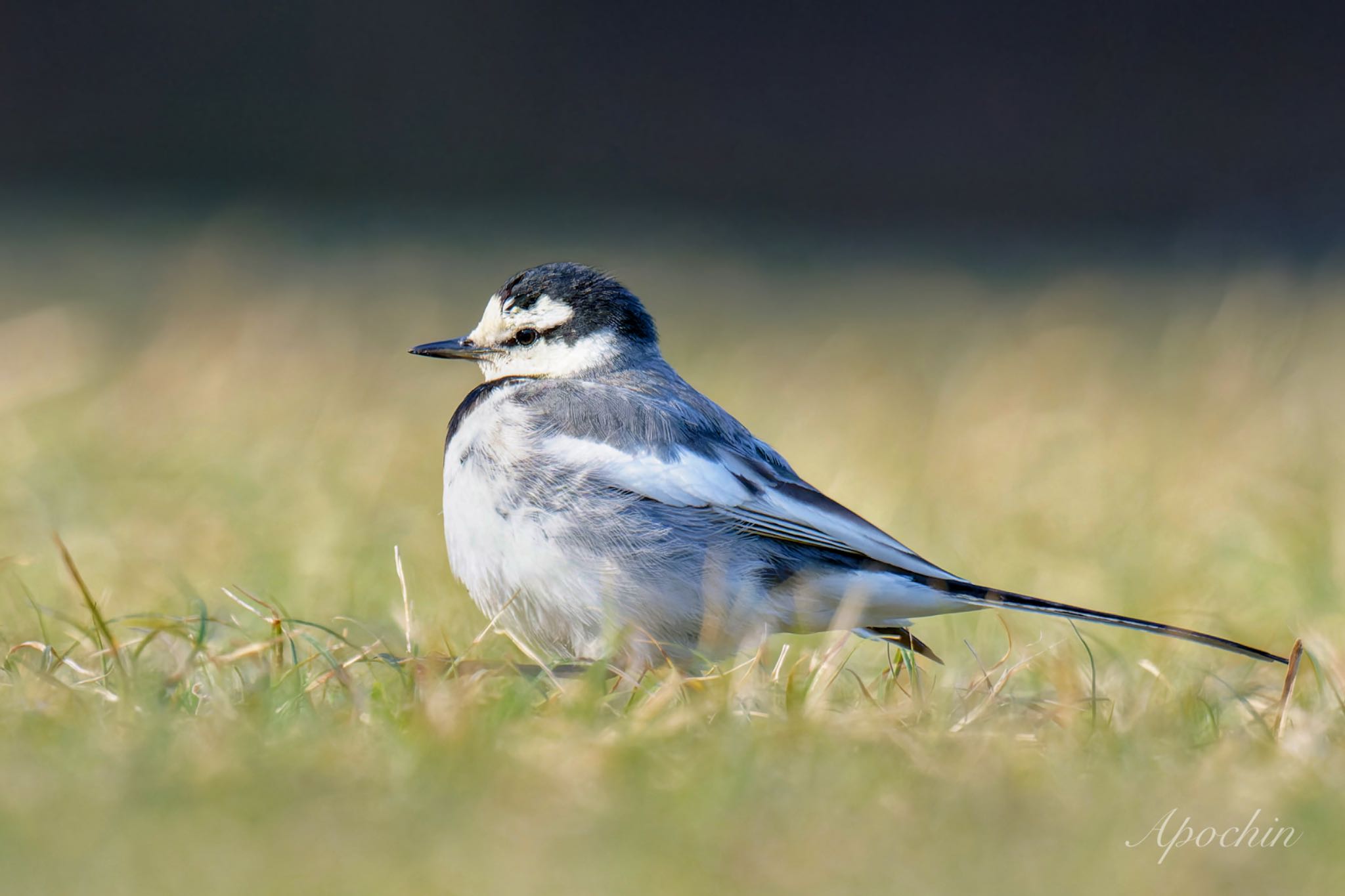 White Wagtail