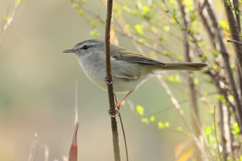 Japanese Bush Warbler 大野極楽寺公園 Fri, 3/8/2024