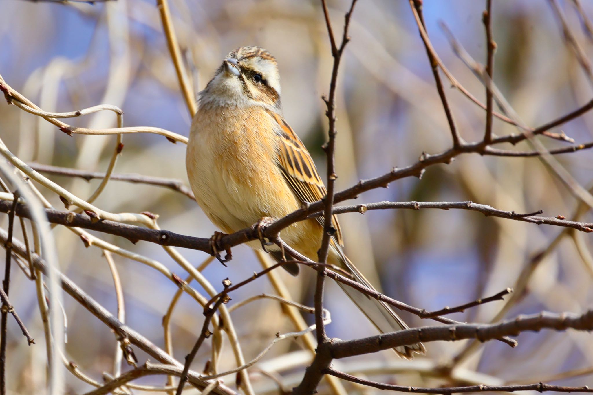 Photo of Meadow Bunting at 国営木曽三川公園  by トシさん