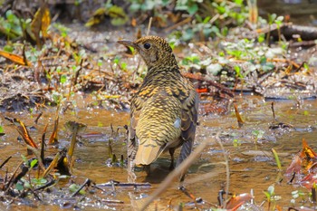 White's Thrush 各務野自然遺産の森 Fri, 3/8/2024