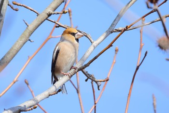 Hawfinch 大野極楽寺公園 Fri, 3/8/2024