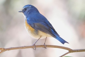 ルリビタキ こども自然公園 (大池公園/横浜市) 2024年2月12日(月)