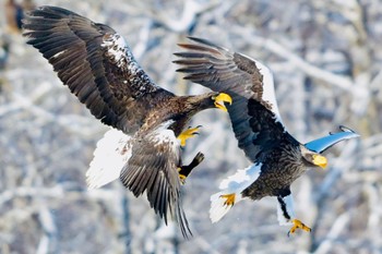 Steller's Sea Eagle Unknown Spots Sat, 3/2/2024