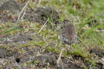 Water Pipit 京都府 Sun, 3/10/2024