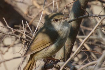 Japanese Bush Warbler 大阪府 Mon, 3/11/2024