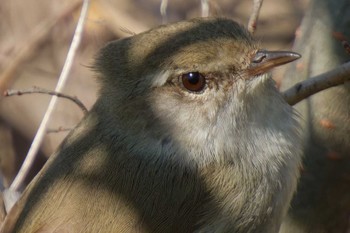 Japanese Bush Warbler 大阪府 Mon, 3/11/2024