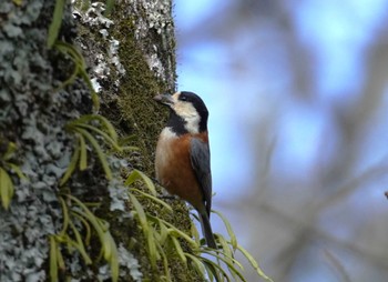 Varied Tit 馬見丘陵公園 Sun, 3/10/2024