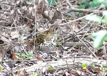 トラツグミ 馬見丘陵公園 2024年3月10日(日)