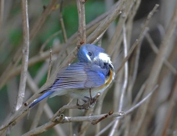 Red-flanked Bluetail 馬見丘陵公園 Sun, 3/10/2024