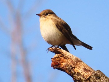 ニシオジロビタキ まつぶし緑の丘公園 2024年3月3日(日)