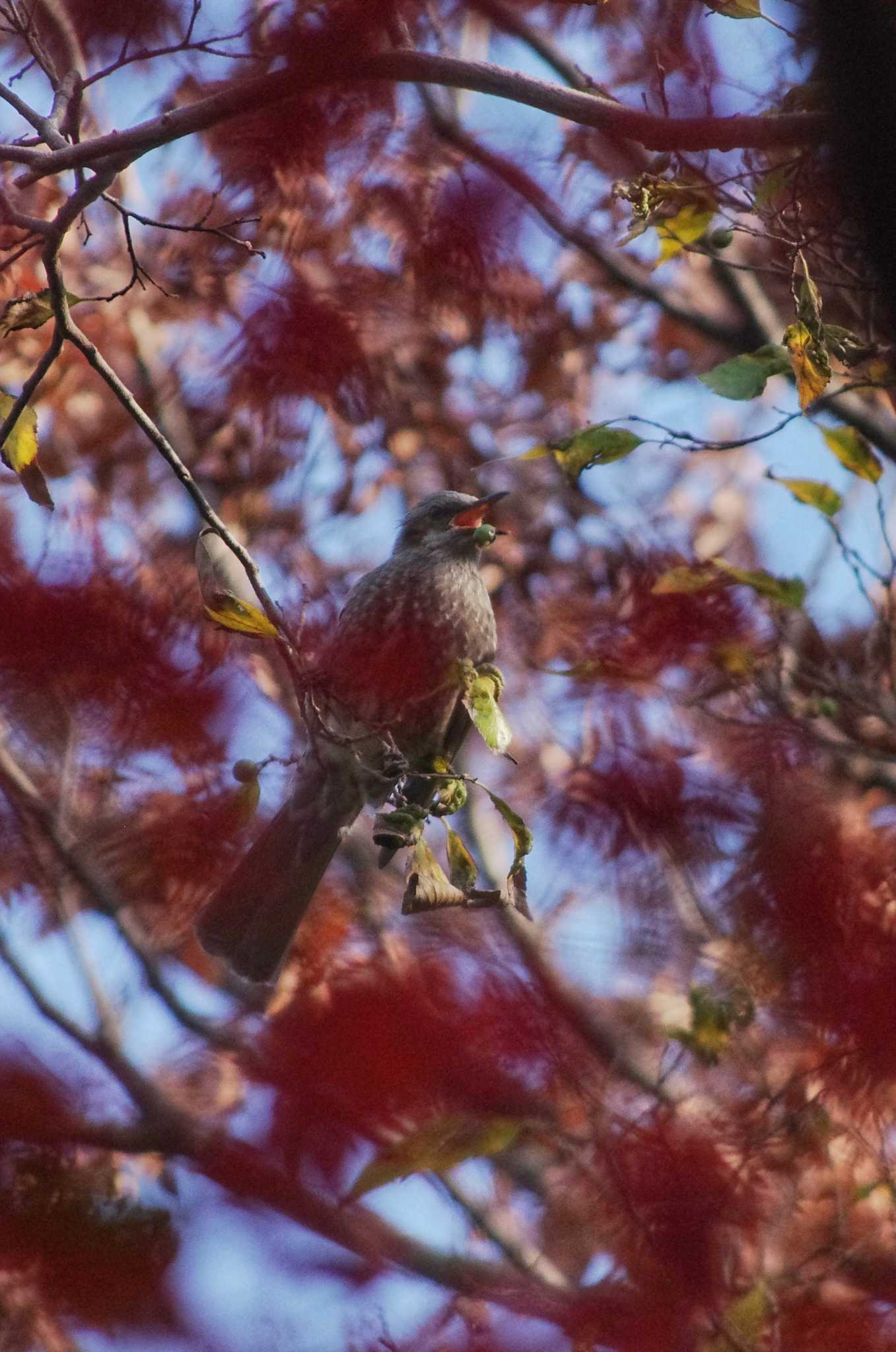 Brown-eared Bulbul