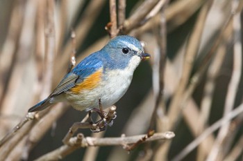 ルリビタキ 奈良　馬見丘陵公園 2024年3月11日(月)