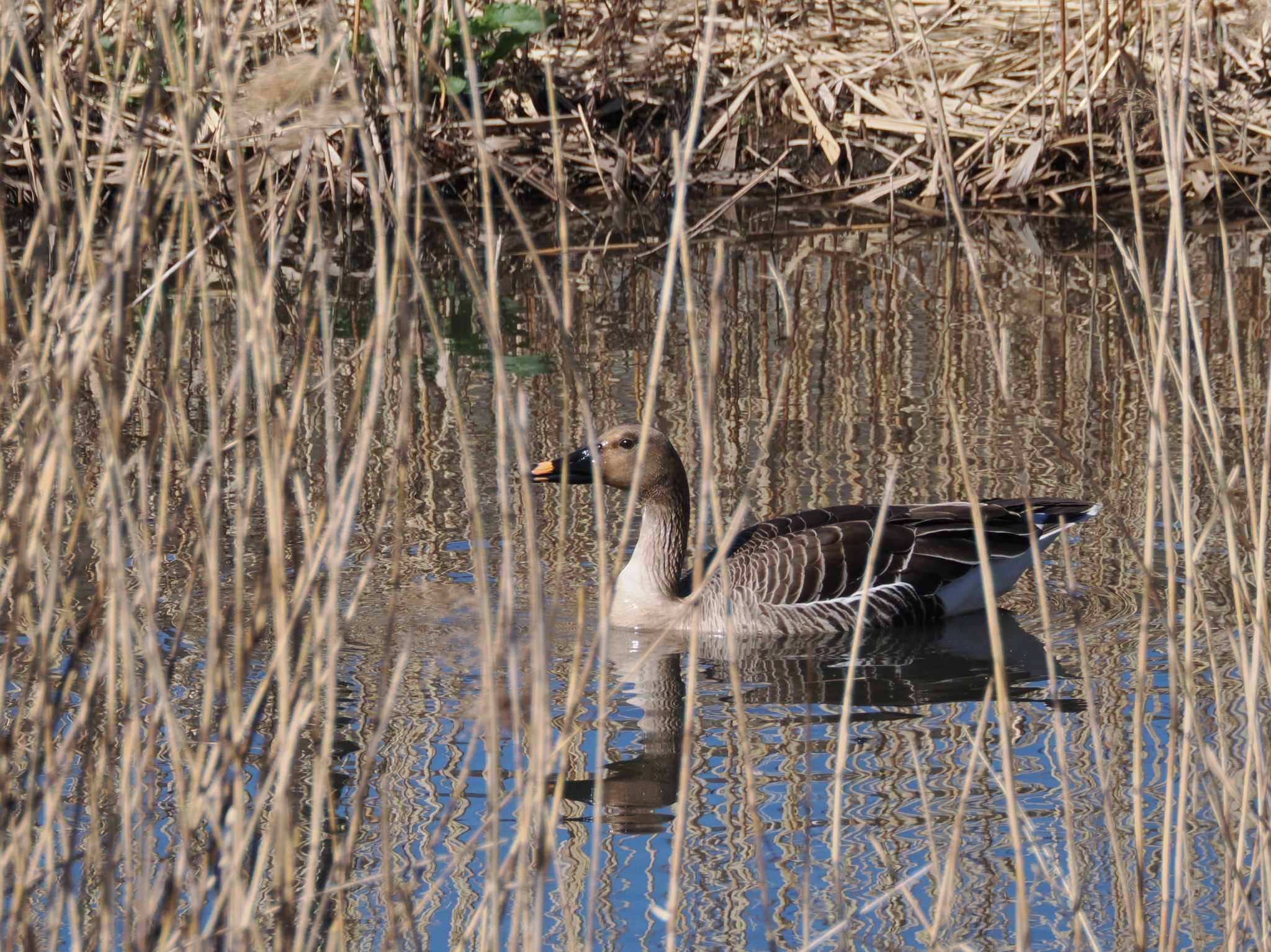 Photo of Taiga Bean Goose at 境川遊水地公園 by こむぎこねこ