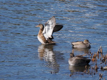 Gadwall 境川遊水地公園 Sun, 3/10/2024