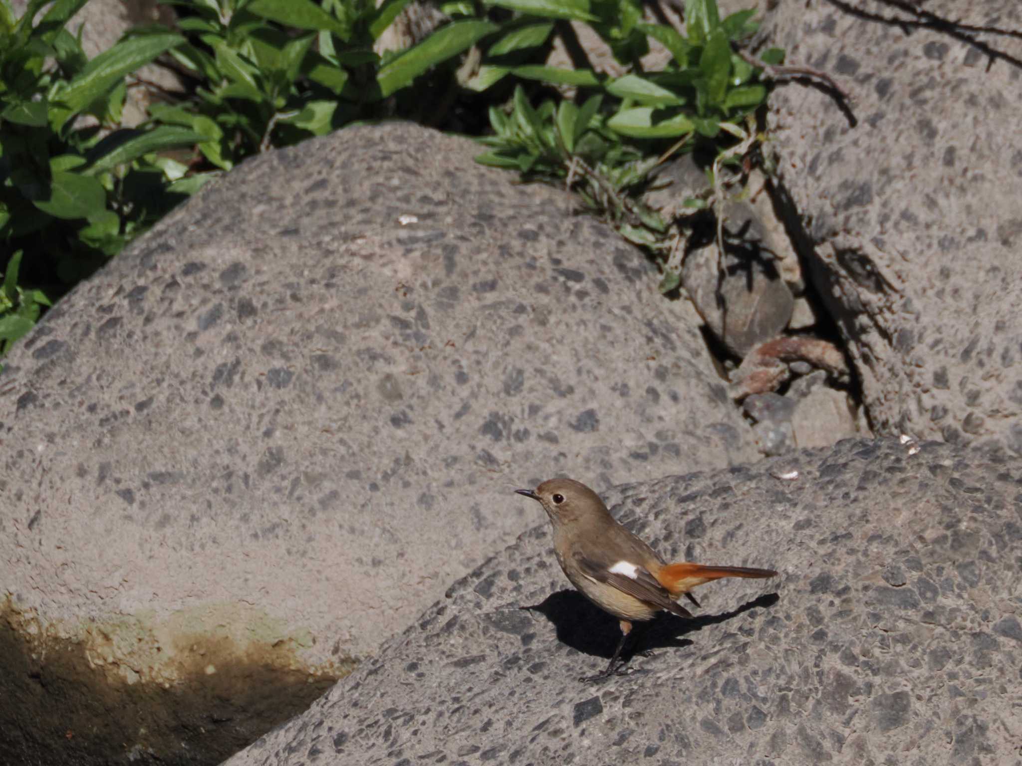 Daurian Redstart