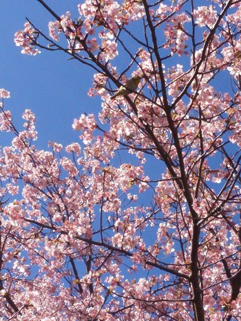 2018年2月18日(日) 君津市北子安 コスモチェリーガーデンの野鳥観察記録