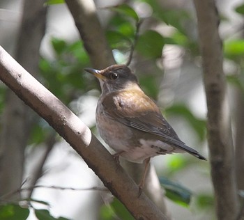 Pale Thrush 東京都多摩地域 Sat, 3/9/2024