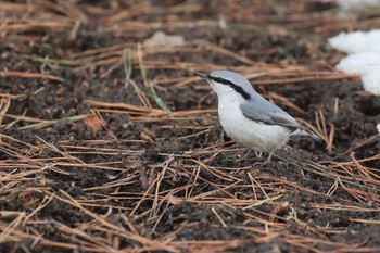 Eurasian Nuthatch(asiatica) 北海道 函館市 東山 Mon, 3/11/2024