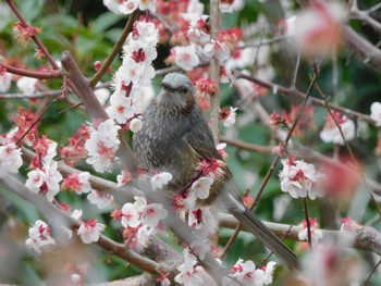 ヒヨドリ 平和の森公園、妙正寺川 2024年3月12日(火)