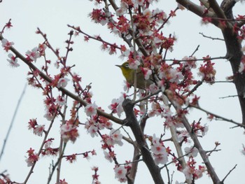 メジロ 平和の森公園、妙正寺川 2024年3月12日(火)