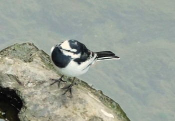 Tue, 3/12/2024 Birding report at 平和の森公園、妙正寺川