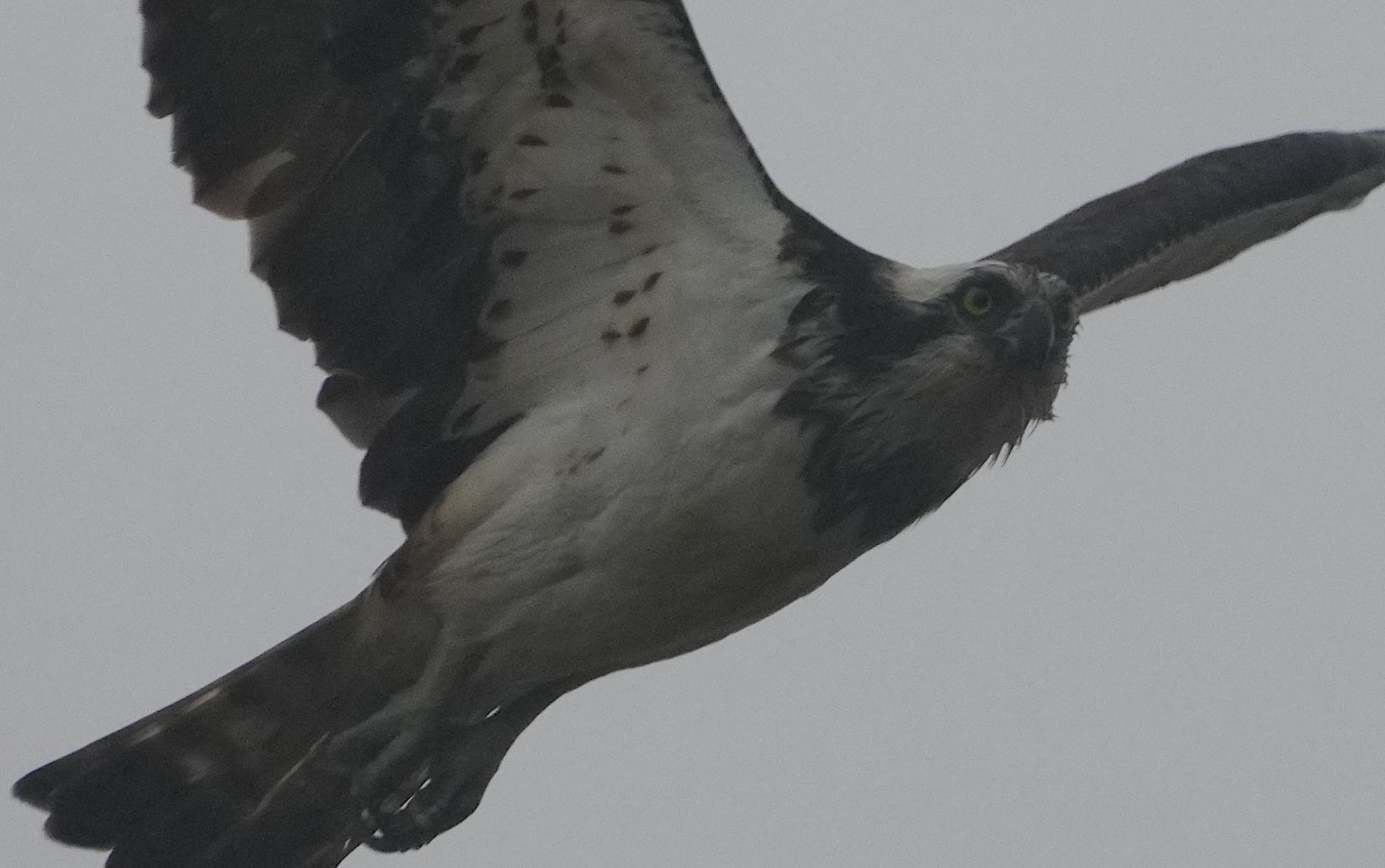 Photo of Osprey at Osaka Nanko Bird Sanctuary by アルキュオン