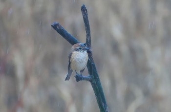 モズ 大阪南港野鳥園 2024年3月12日(火)