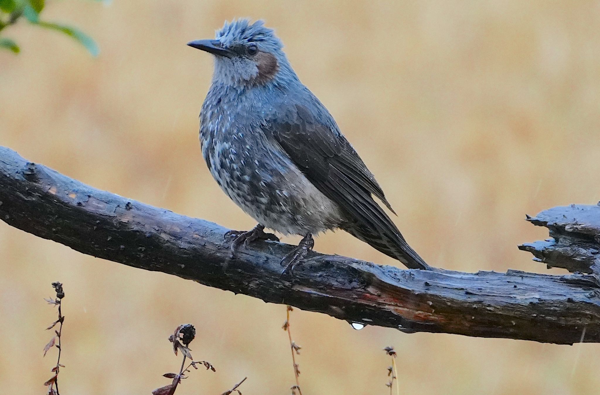 Photo of Brown-eared Bulbul at Osaka Nanko Bird Sanctuary by アルキュオン