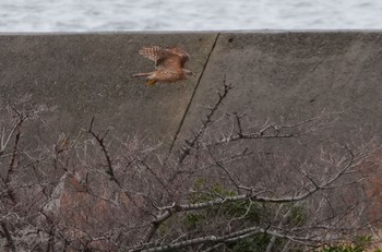 オオタカ 大阪南港野鳥園 2024年3月12日(火)