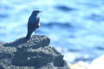 Blue Rock Thrush 城ヶ島 Sun, 3/10/2024