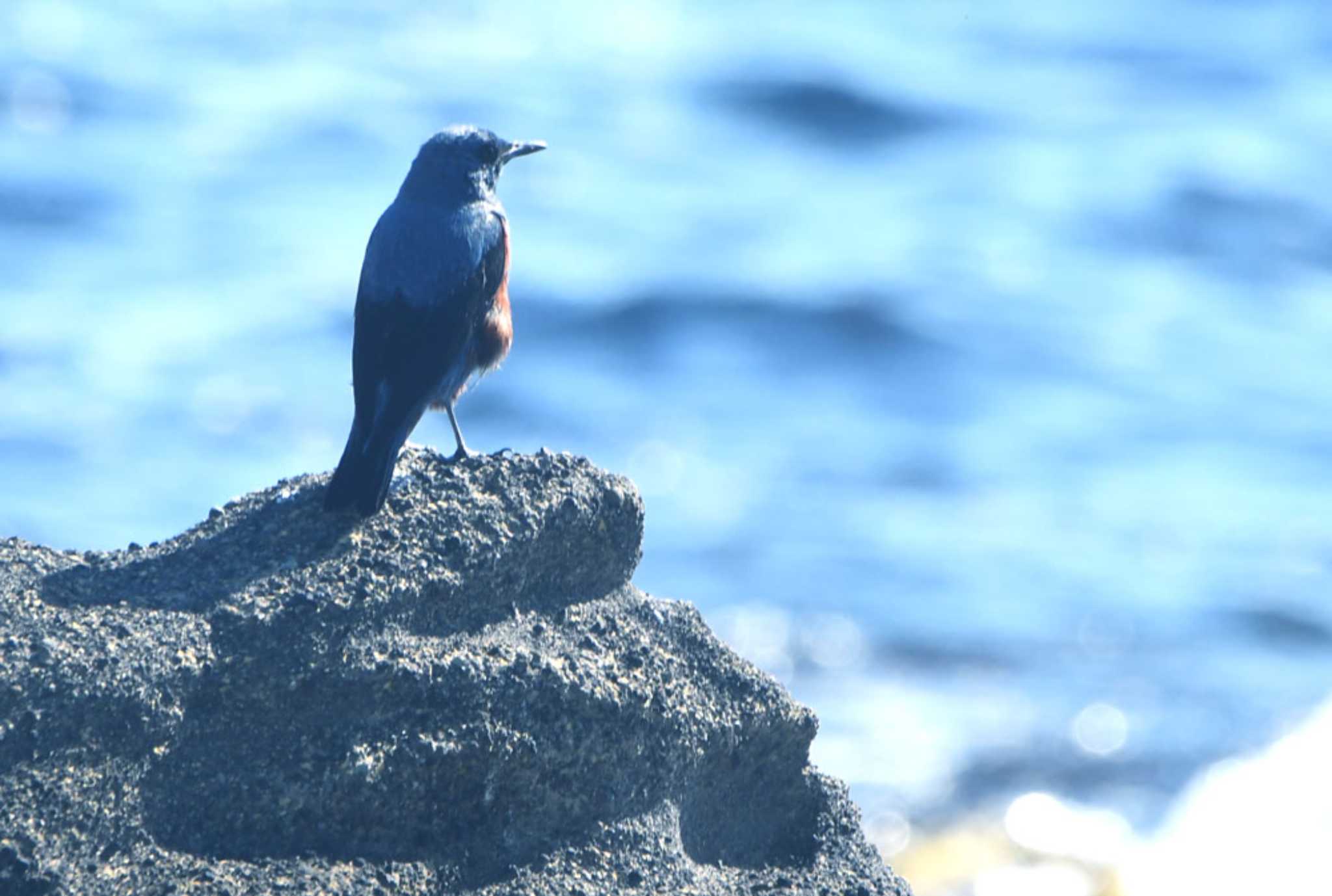 城ヶ島 イソヒヨドリの写真 by TOM57