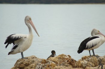 Australian Pelican perth Unknown Date