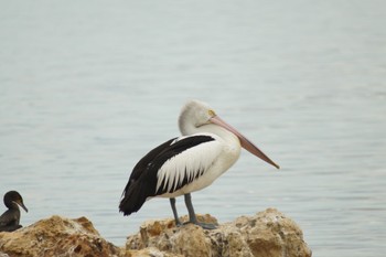 コシグロペリカン perth 撮影日未設定