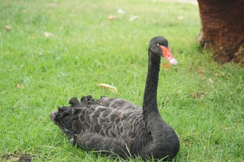 コクチョウ 場所が不明 撮影日未設定