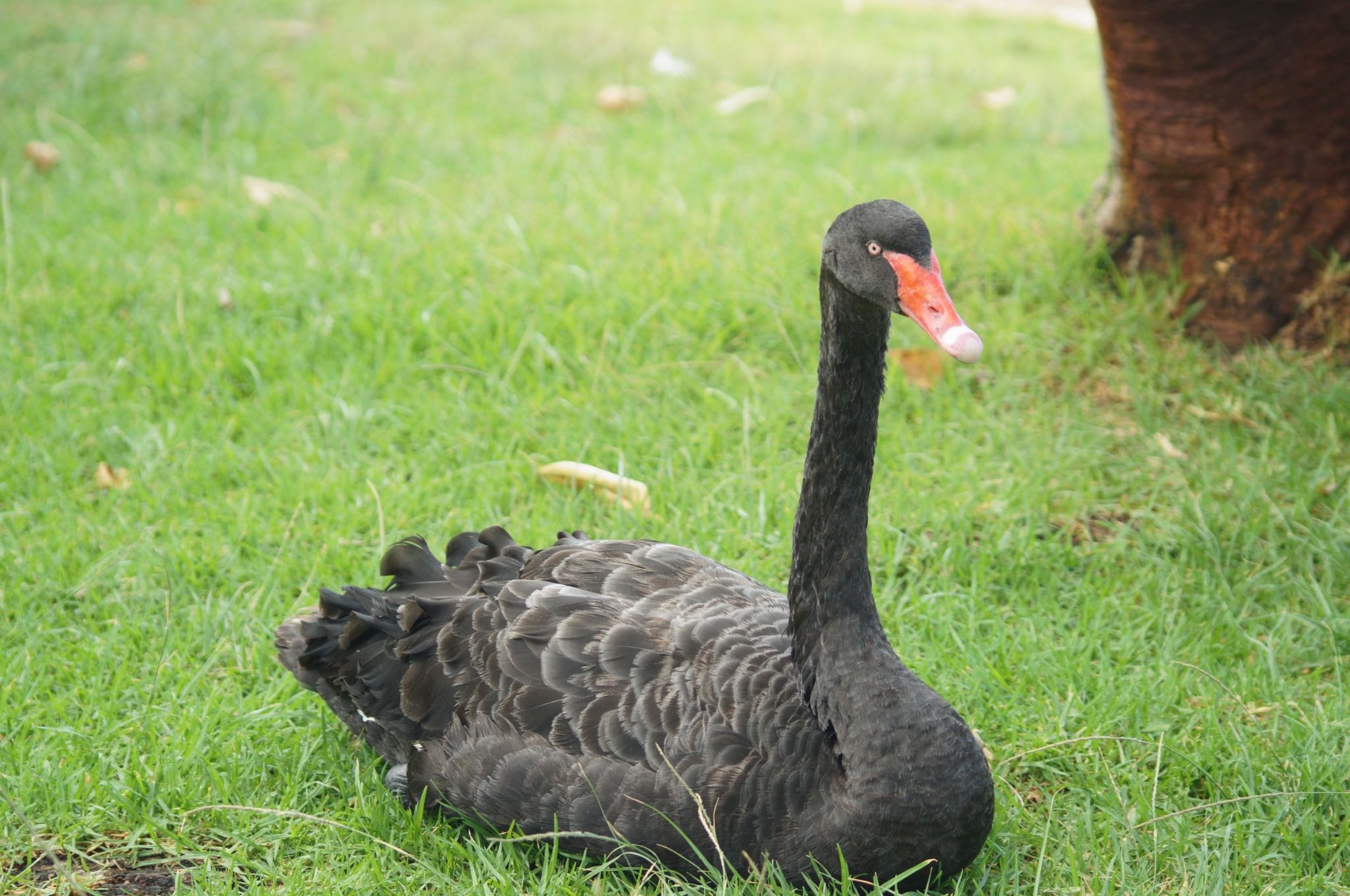 Photo of Black Swan at  by とど