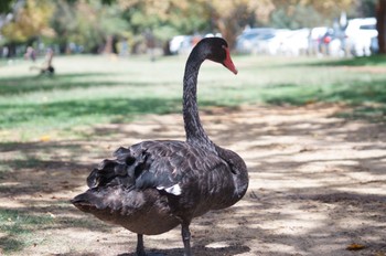 コクチョウ 場所が不明 撮影日未設定