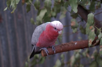 Galah perth Unknown Date