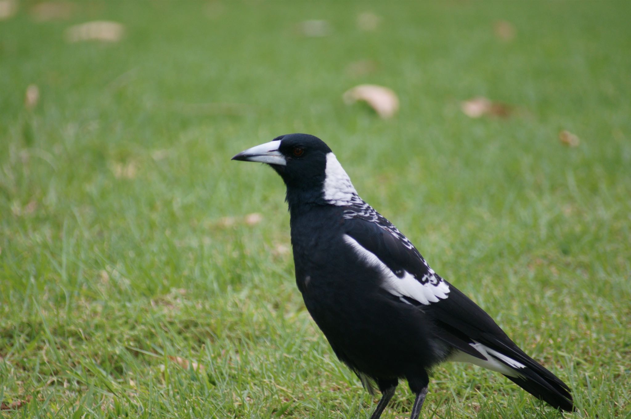 perth カササギの写真 by とど