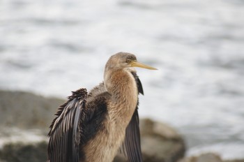 オーストラリアヘビウ perth 撮影日未設定