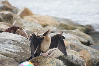 Australasian Darter Unknown Spots Unknown Date