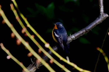 Mugimaki Flycatcher 油山市民の森 Mon, 3/11/2024