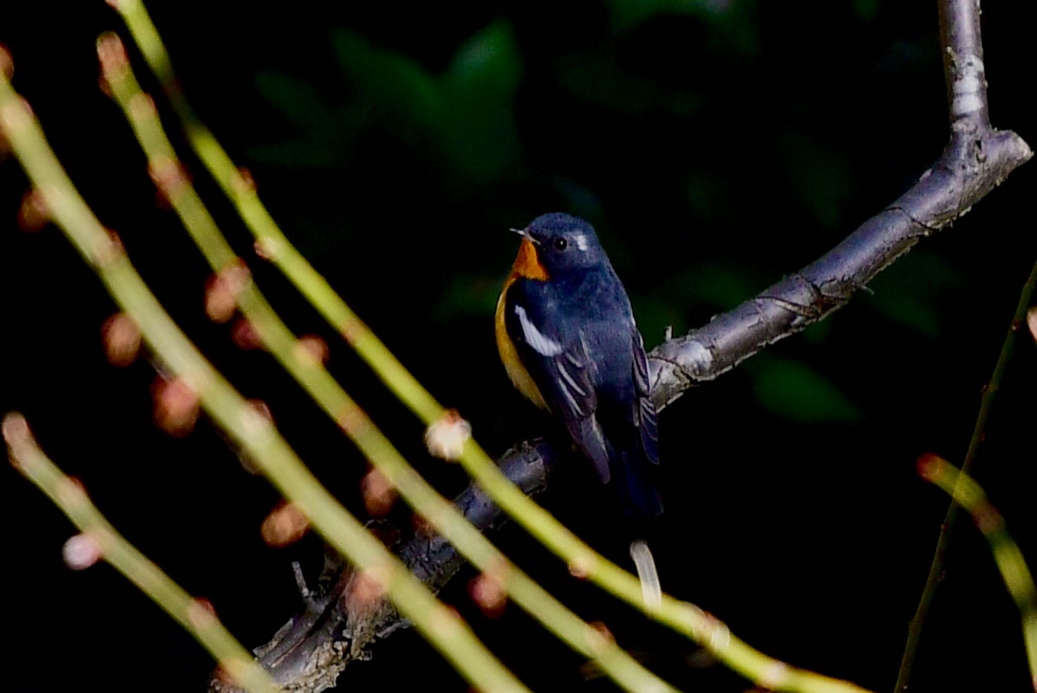 Photo of Mugimaki Flycatcher at 油山市民の森 by にょろちょろ