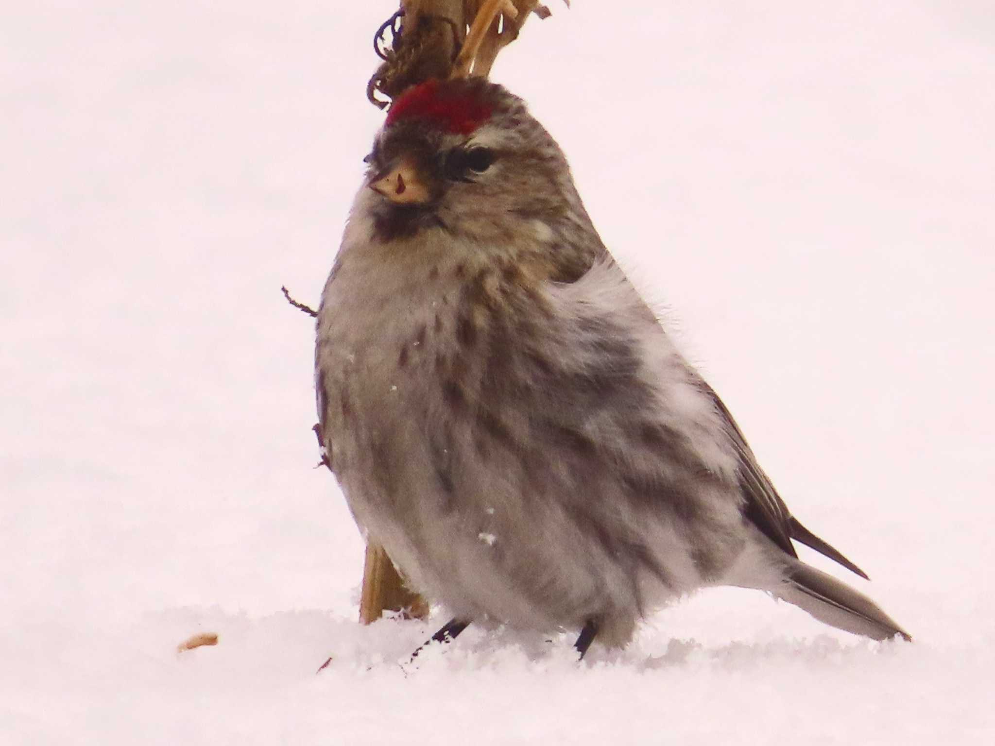 Photo of Common Redpoll at Makomanai Park by ゆ