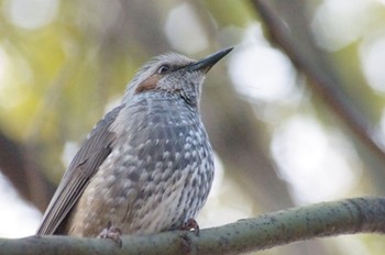 Brown-eared Bulbul 多摩川駅 Unknown Date