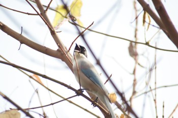 Azure-winged Magpie 横浜市内 Unknown Date